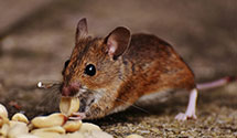 24 Hour & Emergency Exterminators in Rio Medina, TX